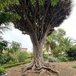 Dracaena draco Кара