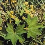 Alchemilla vulgaris Blad