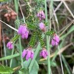 Erica mackayana Blodyn