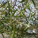 Acacia retinodes 葉