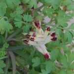 Fumaria flabellata Flower