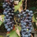 Vitis labrusca Frutto