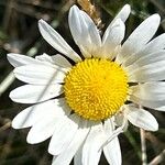 Leucanthemum heterophyllum Žiedas