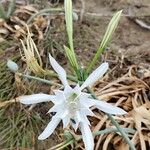 Pancratium illyricum Fiore