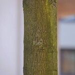 Aesculus hippocastanum Bark