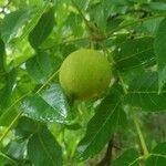 Juglans californica