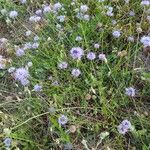 Jasione montana Habit