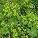 Alchemilla monticola Habitus
