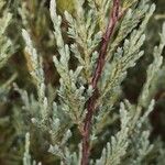 Juniperus scopulorum Yaprak