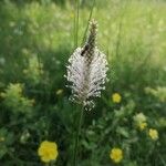 Plantago media花