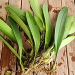 Bulbophyllum longiflorum Φύλλο