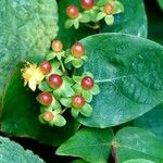 Hypericum androsaemum Frugt