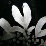 Tetrataenium wallichii Flower