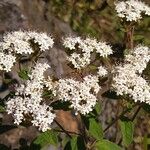 Stevia ovata Flor