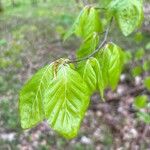 Fagus sylvaticaFolio