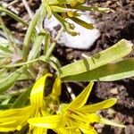 Gagea villosa Flower