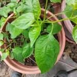 Capsicum chinenseFoglia