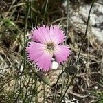 Dianthus sylvestrisЦветок