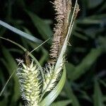 Carex lacustris Plod