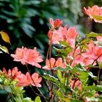 Rhododendron kaempferi Квітка