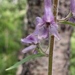 Aconitum septentrionale Цвят