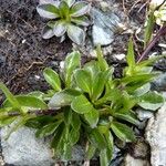 Arabis soyeri Habit