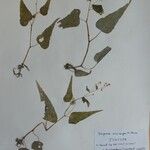 Begonia minicarpa Other
