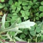 Jacobaea erucifolia Blatt