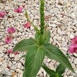 Spigelia anthelmia Blad