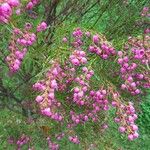 Boronia heterophyllaBloem