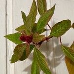 Amaranthus caudatus 花