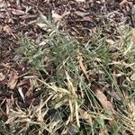 Eragrostis barrelieri Flower