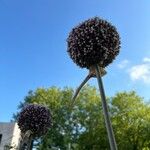 Allium commutatum Blomst