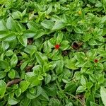 Aptenia cordifolia Λουλούδι