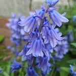 Hyacinthoides × massartianaFlower