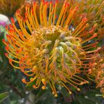 Leucospermum cordifolium Other