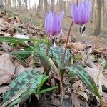 Erythronium dens-canis 花