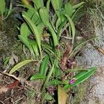 Scaphosepalum microdactylum Folha