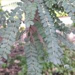 Sophora microphylla Hoja