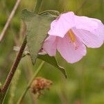 Kosteletzkya pentacarpos Flower