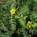 Tribulus terrestris 叶