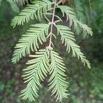 Metasequoia glyptostroboidesDeilen