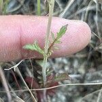 Valeriana calcitrapae Leaf