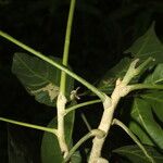 Angostura granulosa Corteza