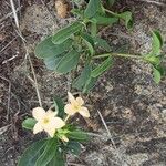 Barleria eranthemoides Hoja