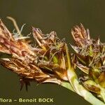 Carex ericetorum Fruitua