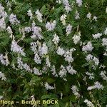 Vicia sylvatica Autre