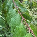 Cornus sanguineaLeaf