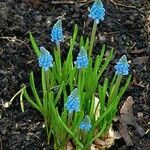 Muscari botryoides Flower