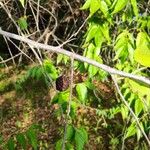 Guazuma ulmifolia Плод